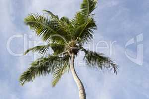 Tropical palm tree panorama
