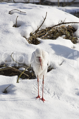 Stork sitting outdoors in wintry forest