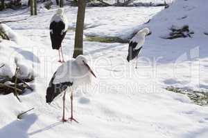 Storks sitting outdoors in wintry forest