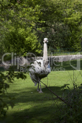 Ostrich in a park outdoors