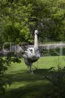 Ostrich in a park outdoors