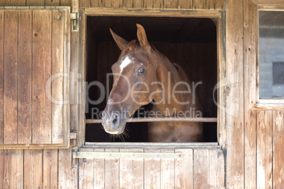 Brown horse in a racing stable