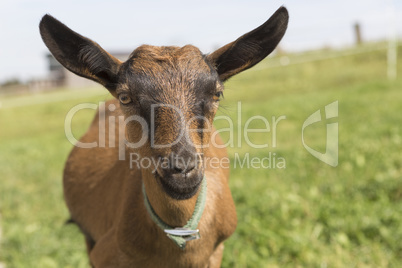 Young Pinzgauer goat in summertime