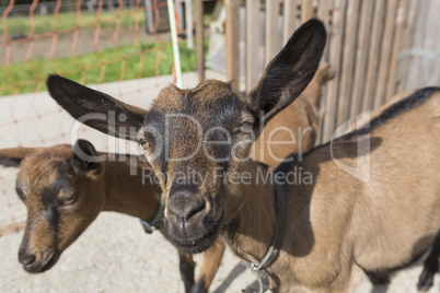 Young Pinzgauer goat in summertime