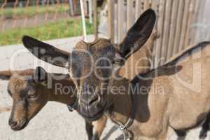 Young Pinzgauer goat in summertime