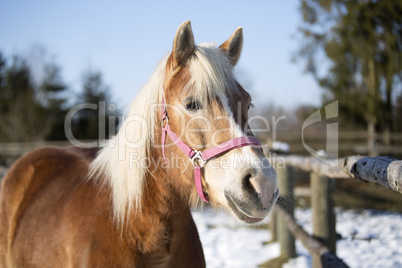 Blond Haflinger horse with pink halter