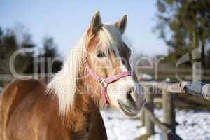 Blond Haflinger horse with pink halter