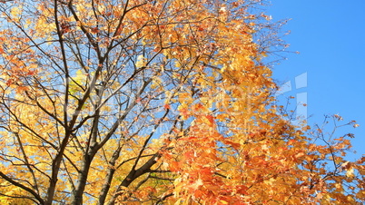 yellow leafs on tree