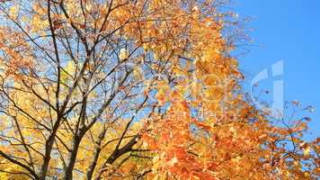 yellow leafs on tree