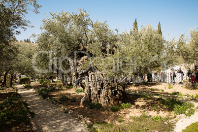 The Gethsemane Olive Orchard .