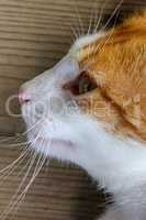 Portrait of red and white cat.