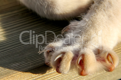 Cats paw with sharp nails.