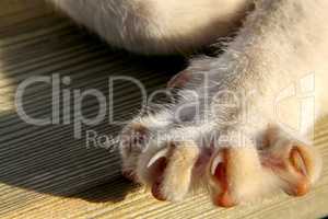 Cats paw with sharp nails.