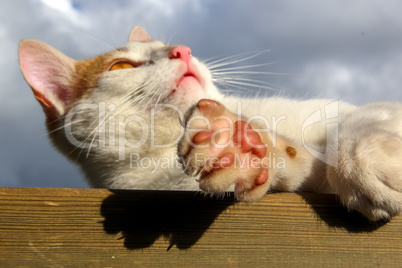 Red and white lying cat.