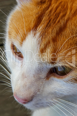 Portrait of red and white cat.