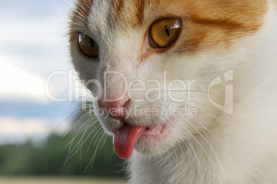 Portrait of red and white cat.