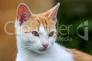 Portrait of red and white cat.