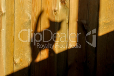 Shadow of cat on wooden wall.