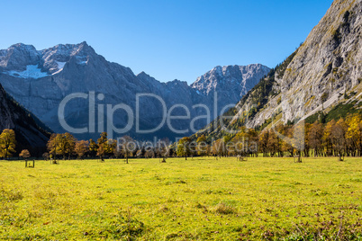 maple trees at Ahornboden, Karwendel mountains, Tyrol, Austria