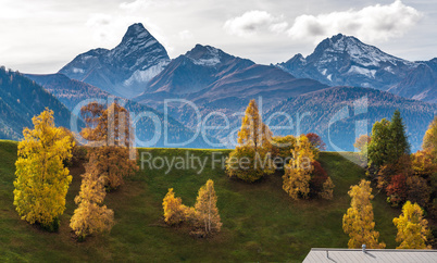 Autumn in Davos Grisons Switzerland, yellow coloured trees