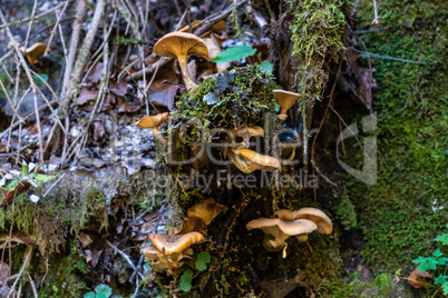 Mushrooms in Partnach Gorge in Garmisch-Partenkirchen, Bavaria, Germany