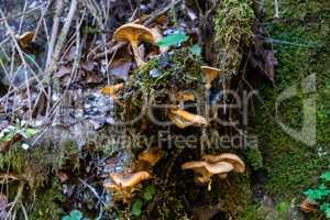 Mushrooms in Partnach Gorge in Garmisch-Partenkirchen, Bavaria, Germany