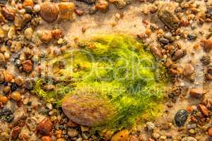 sea lettuce, alga, on a beach of the Baltic sea