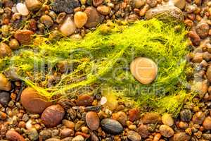 sea lettuce, alga, on a beach of the Baltic sea