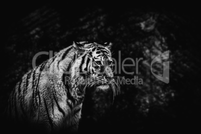 black and white tiger on a blurried background