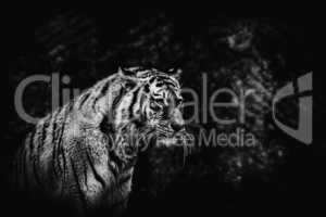 black and white tiger on a blurried background