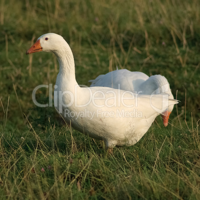 Geese in grass