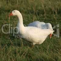 Geese in grass