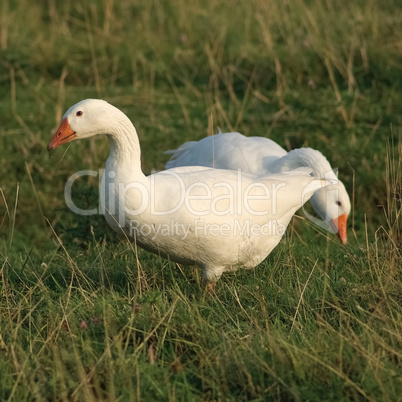 Two white geese