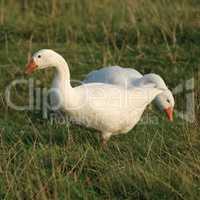 Two white geese