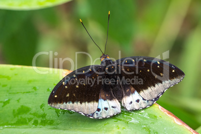 Tropical butterfly sitting on a leaf and resting