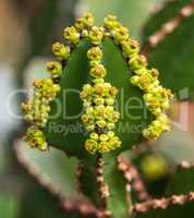 Close view of Transvaal candelabra tree, or bushveld candelabra euphorbia