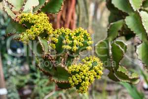 Close view of Transvaal candelabra tree, or bushveld candelabra euphorbia