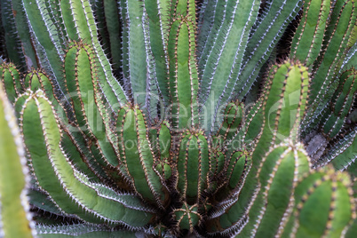 Close view of Transvaal candelabra tree, or bushveld candelabra euphorbia