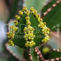 Close view of Transvaal candelabra tree, or bushveld candelabra euphorbia