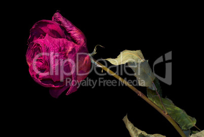Dried purple rose