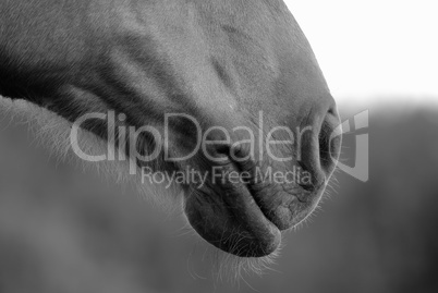 Horse muzzle close up
