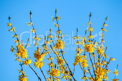 Yellow flowers bush on background of blue sky.