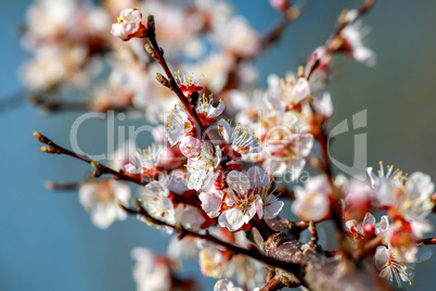 Apricot tree flowers in spring season.