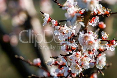 Apricot tree flowers in spring season.