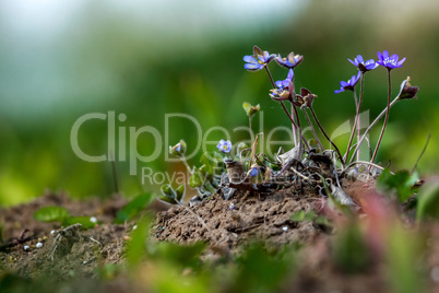 Blue anemones on the green grass.