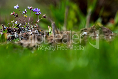 Blue anemones on the green grass.