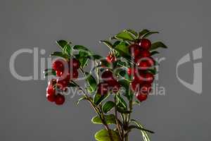 Bunch of red cranberries on gray background.
