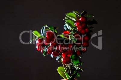 Bunch of red cranberries on gray background.