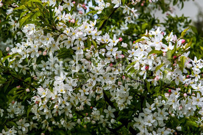 Branches of the fruit tree with blossoming white flowers.