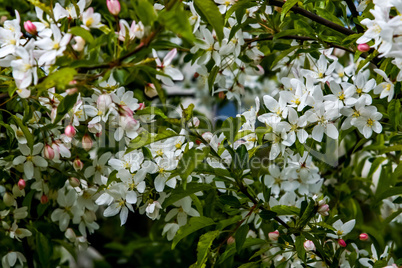 Branches of the fruit tree with blossoming white flowers.